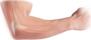 Wrist & Elbow Anatomy